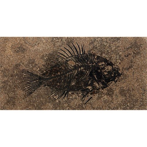 GREEN RIVER FOSSILIZED EOCENE FISH 39a543