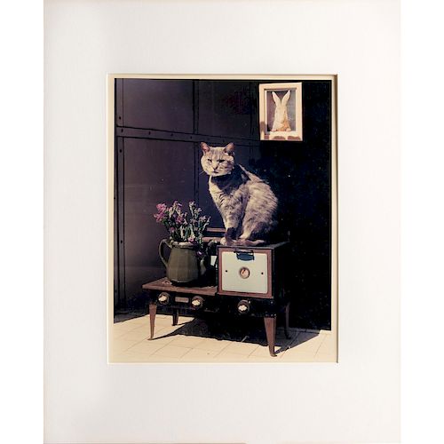 S. WILLIAMS PHOTOGRAPH, CAT ON