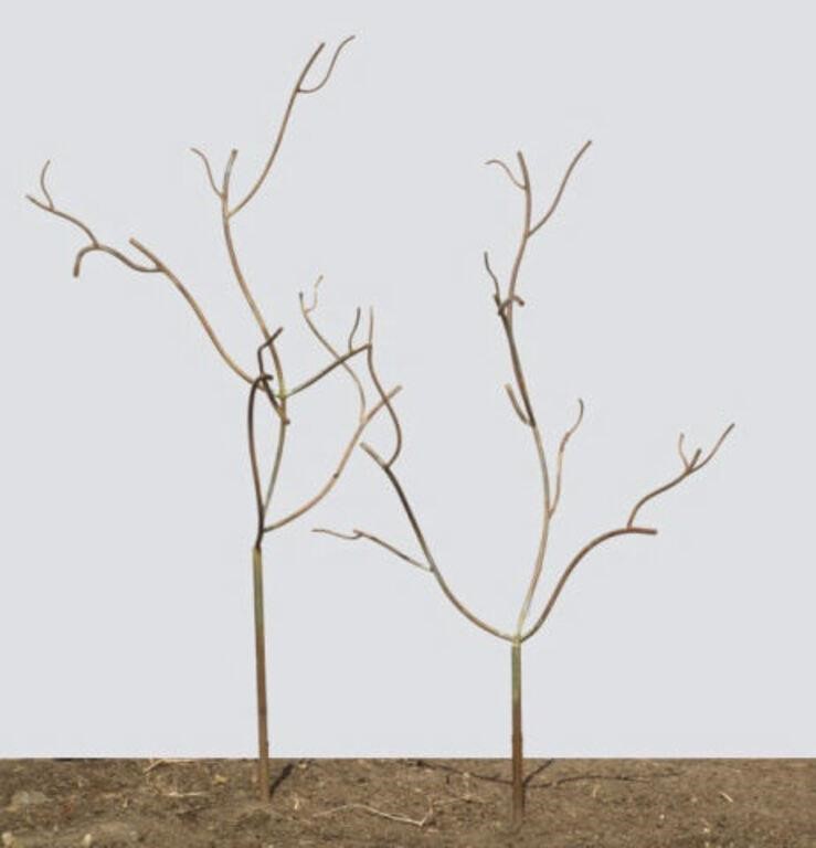 IRON GARDEN TREESA pair of tree-like