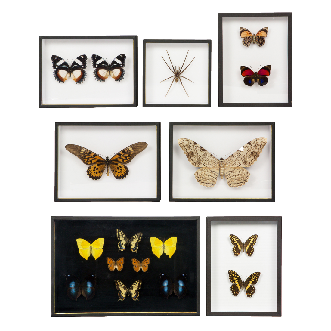 DEYROLLE, ENTOMOLOGICAL SPECIMENS,