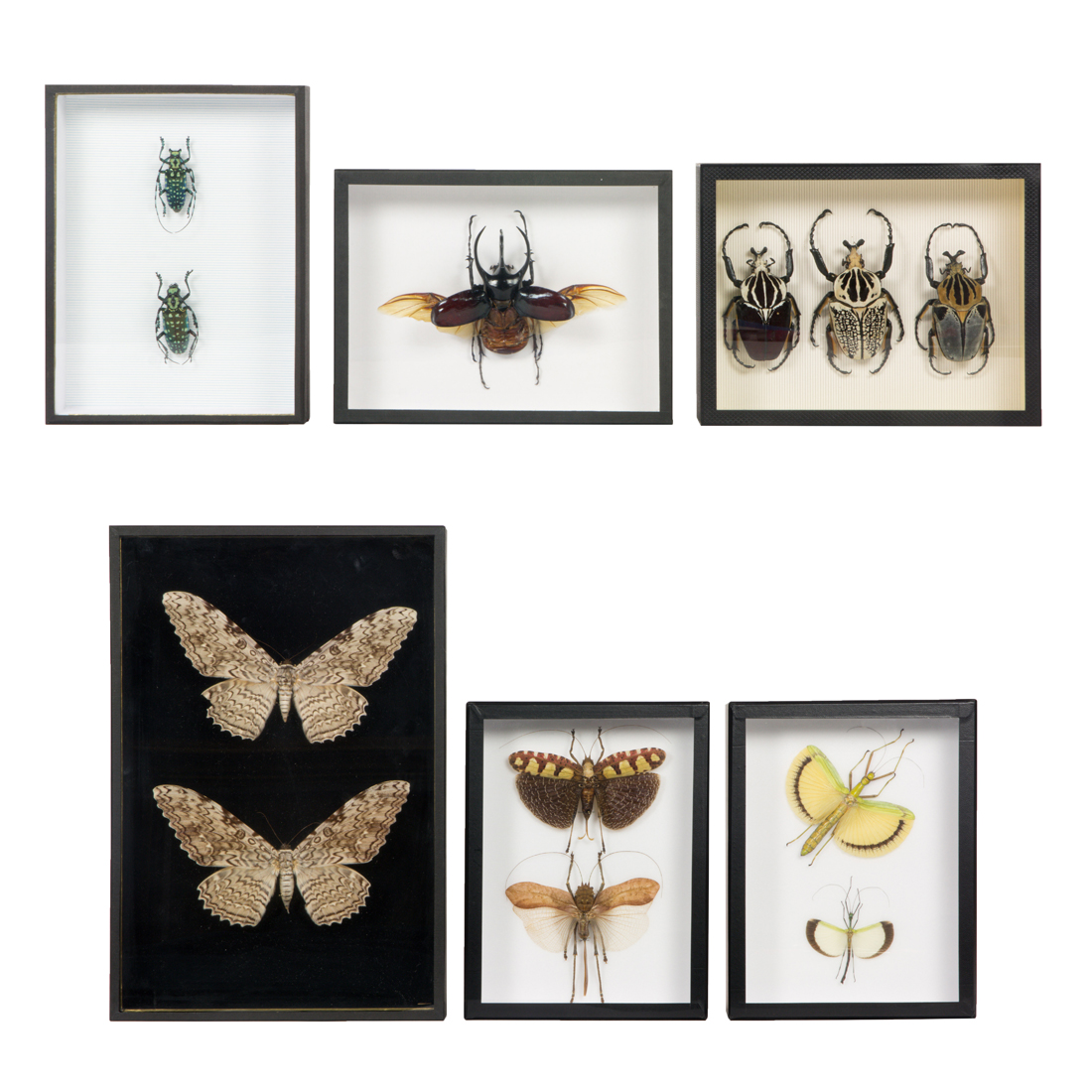 DEYROLLE ENTOMOLOGICAL SPECIMENS  3a1415