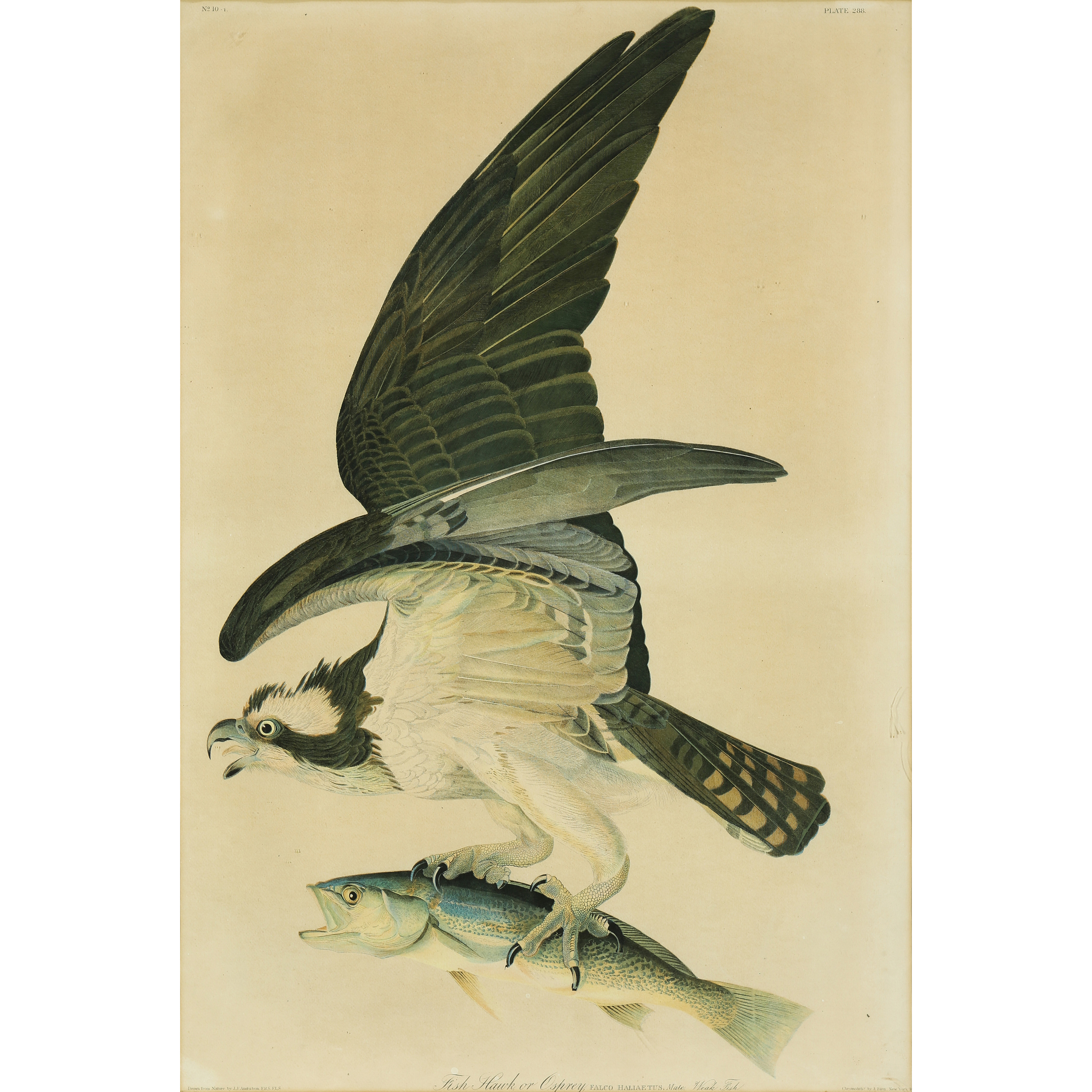 PRINT AFTER JOHN JAMES AUDUBON 3a34b6