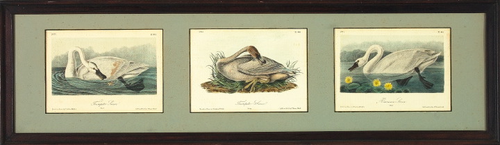 After John James Audubon American  3a5b29