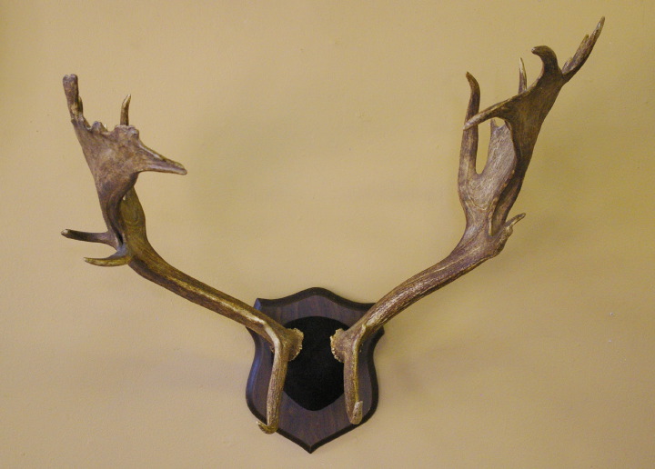 Mounted Pair of Elk Antlers,  presented