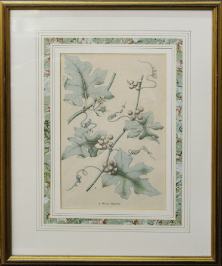 Group of Three Botanical Engravings,