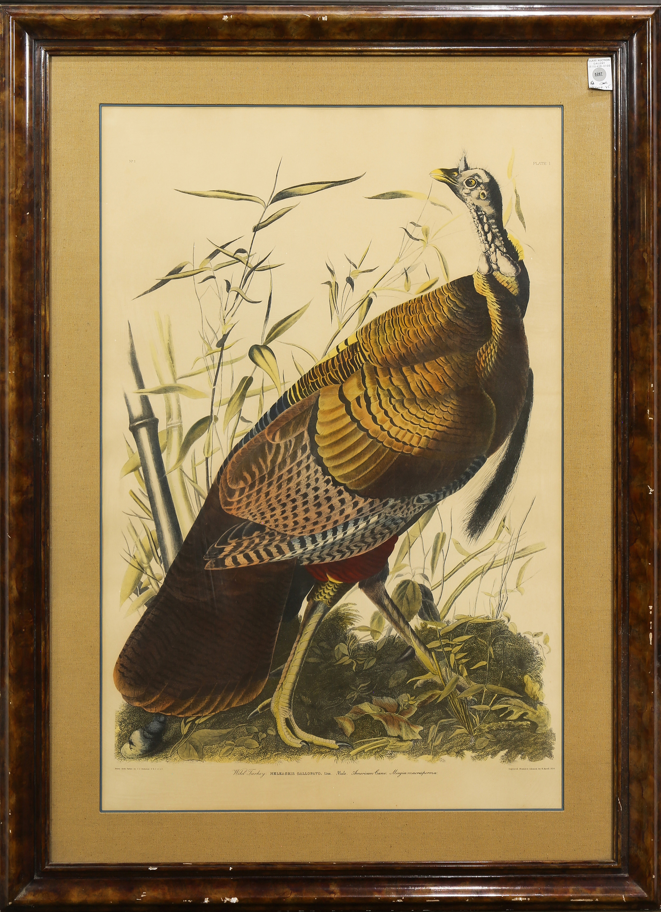 PRINT AFTER JOHN JAMES AUDUBON 3a6174