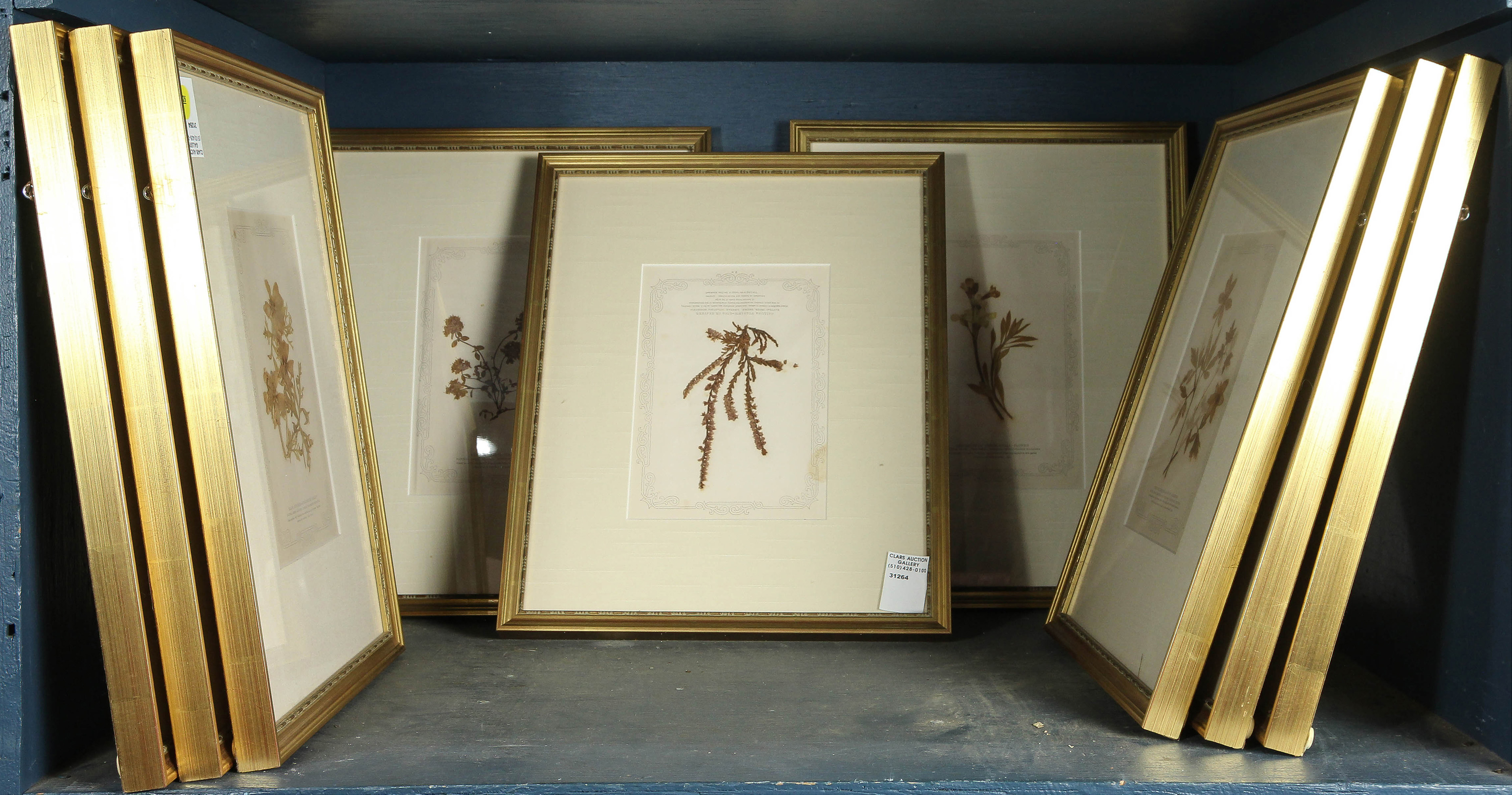 A COLLECTION OF PRESSED BOTANICAL