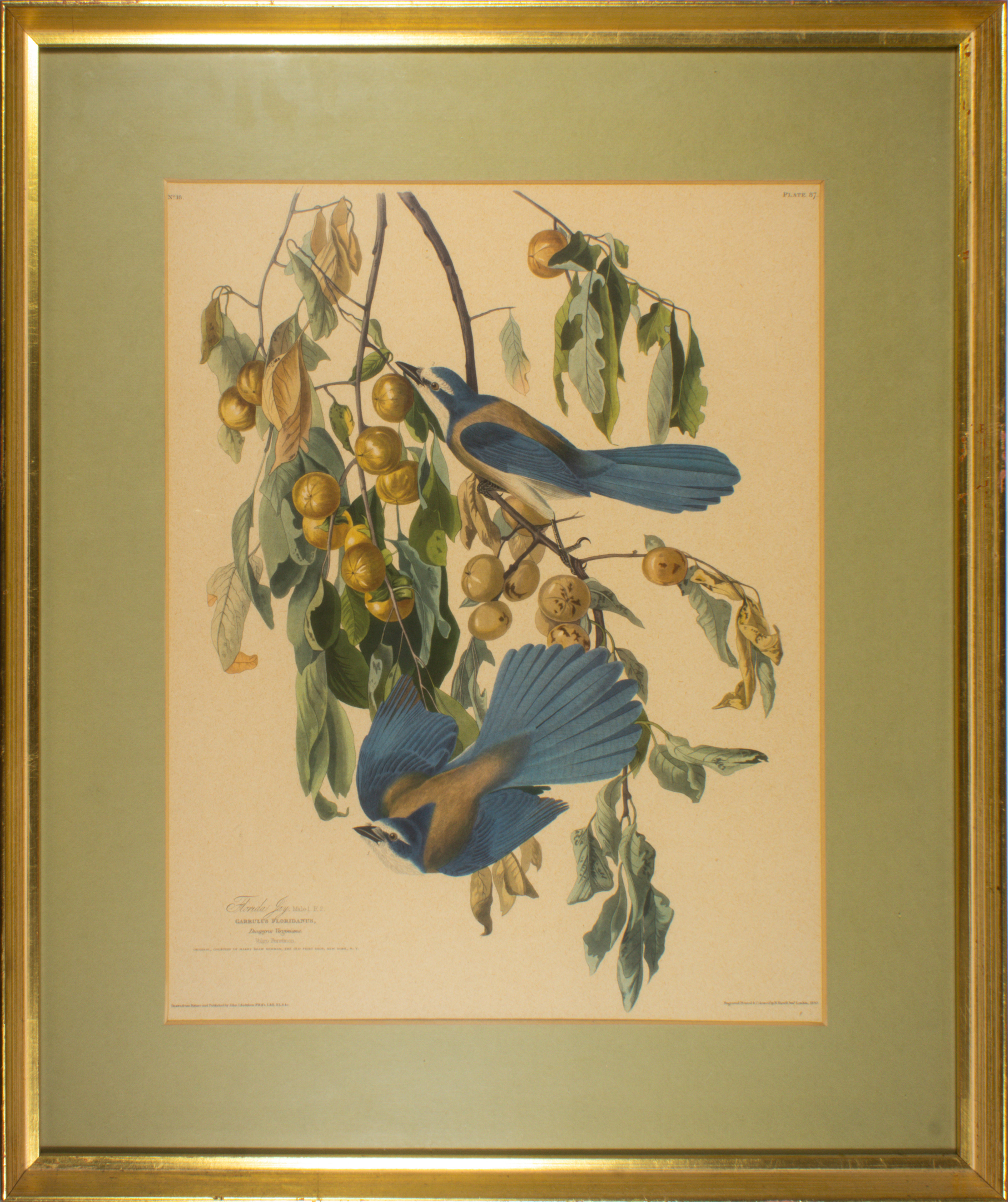 PRINTS AFTER JOHN JAMES AUDUBON 3a6705