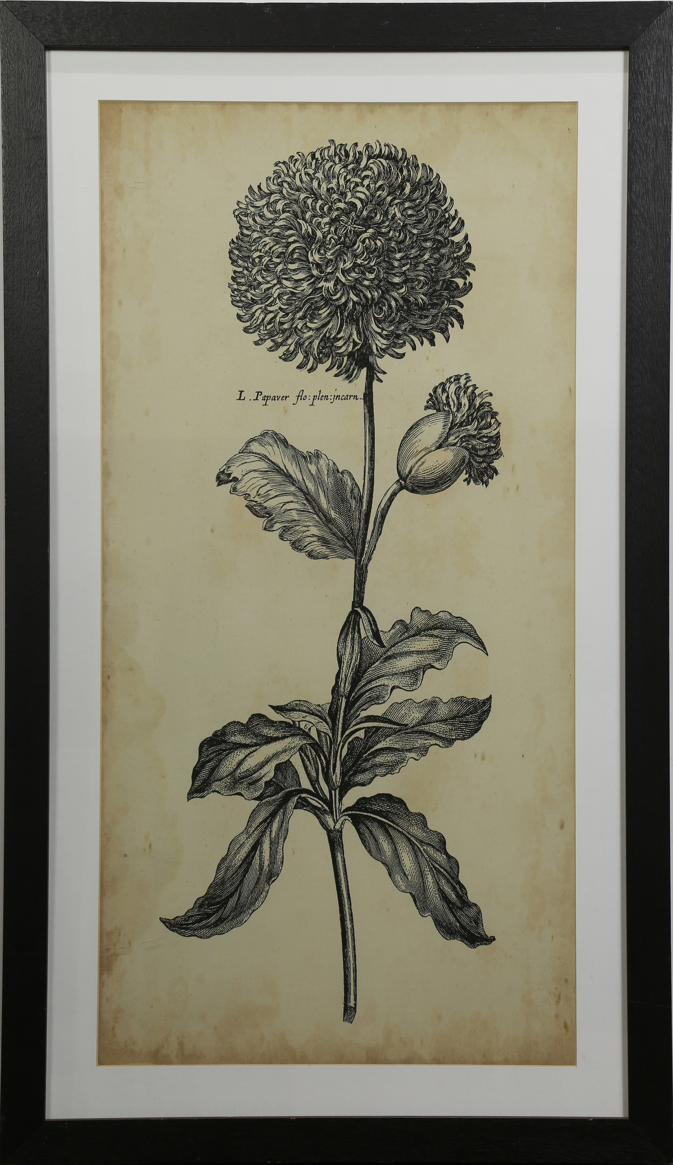 PRINTS, BOTANICAL STUDIES (lot