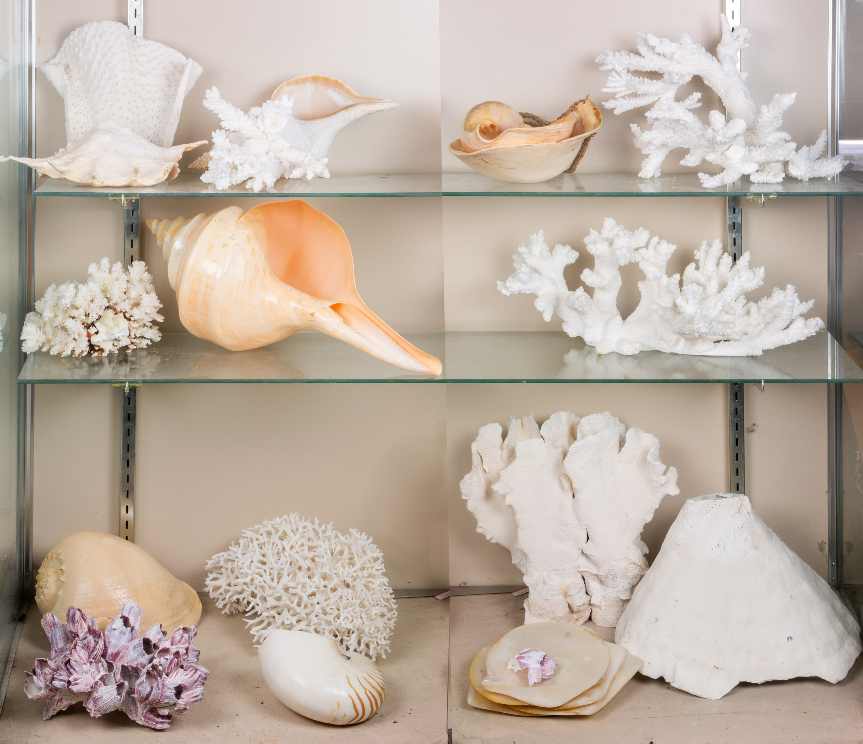 THREE SHELVES OF DECORATIVE SHELLS 3a4a04