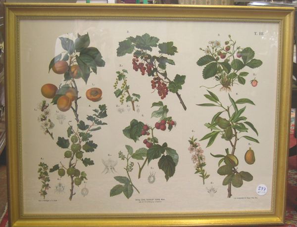 19th Century Austrian Botanical Chromolithograph,
