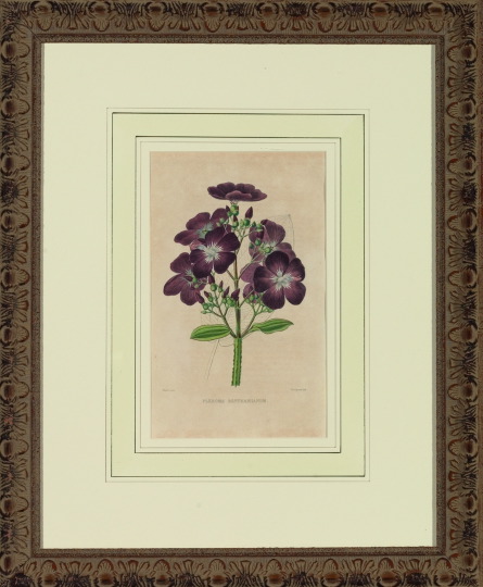 French School 19th Century Botanicals  3a5175