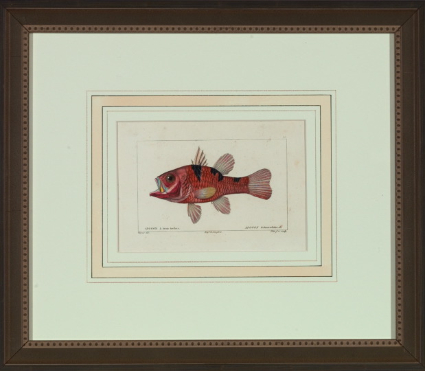 French School (19th Century)  \"Fish\",