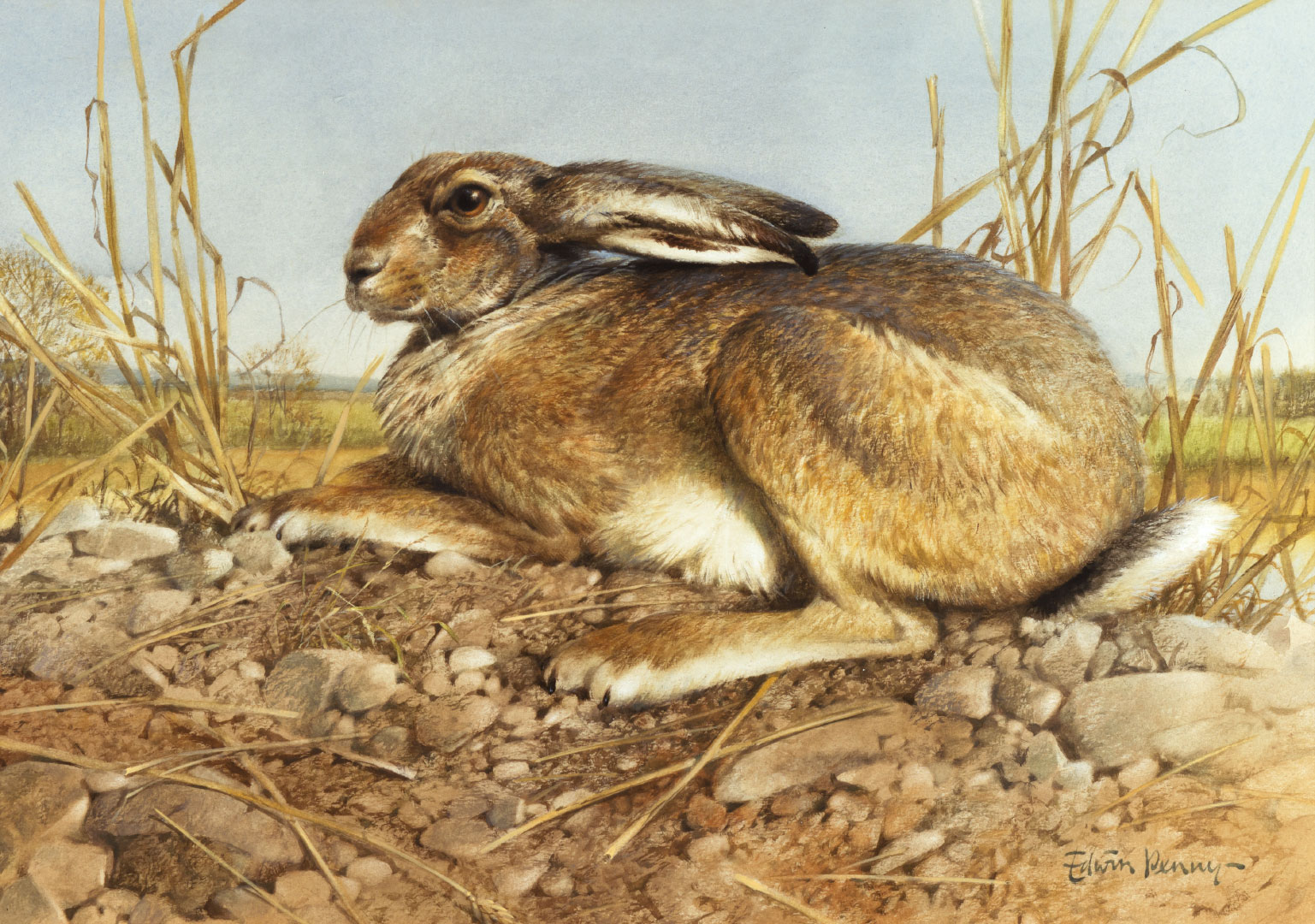 EDWIN PENNY 1930 2016 HARE IN 3a9521