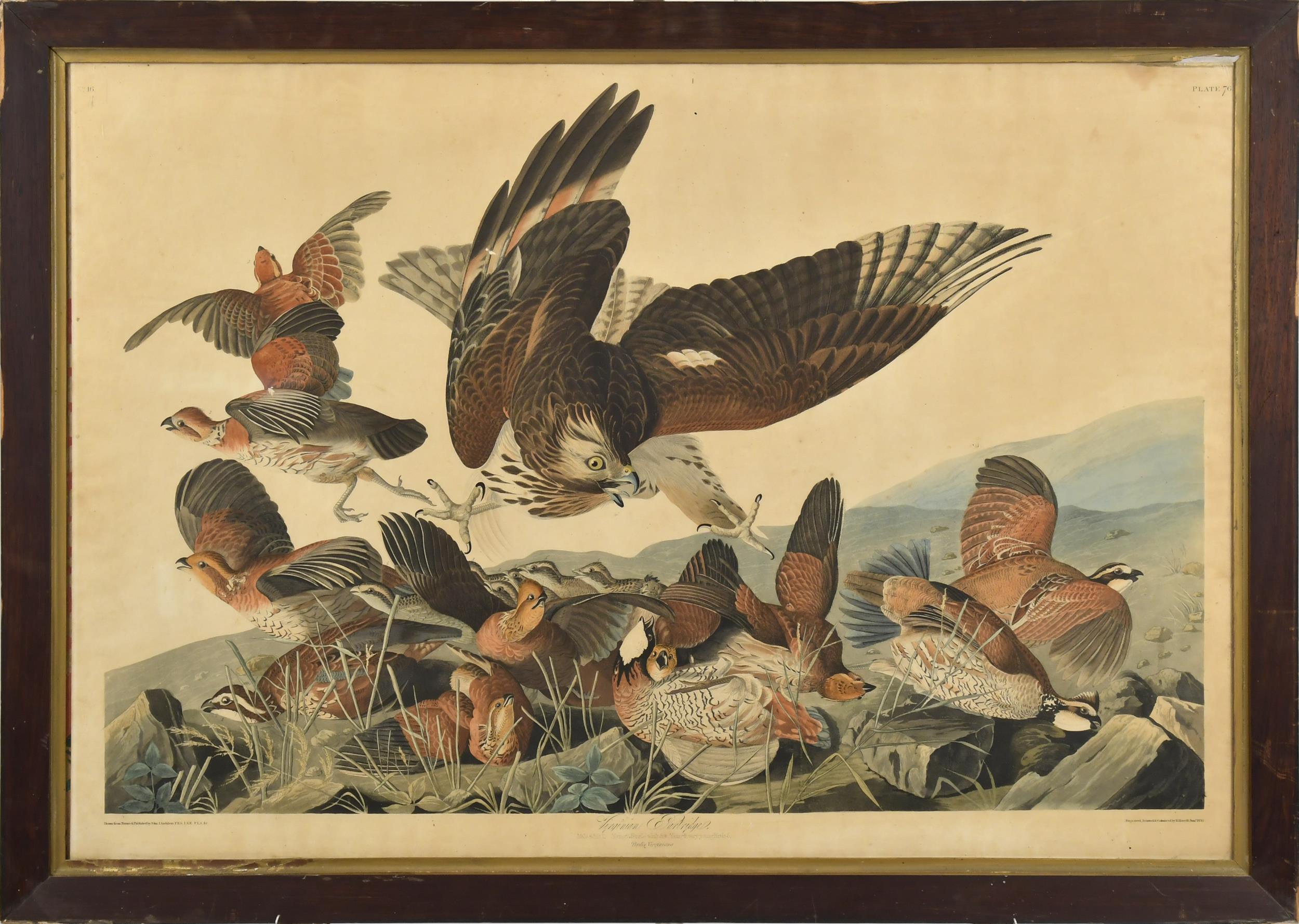 J.J. AUDUBON, VIRGINIAN PARTRIDGE,