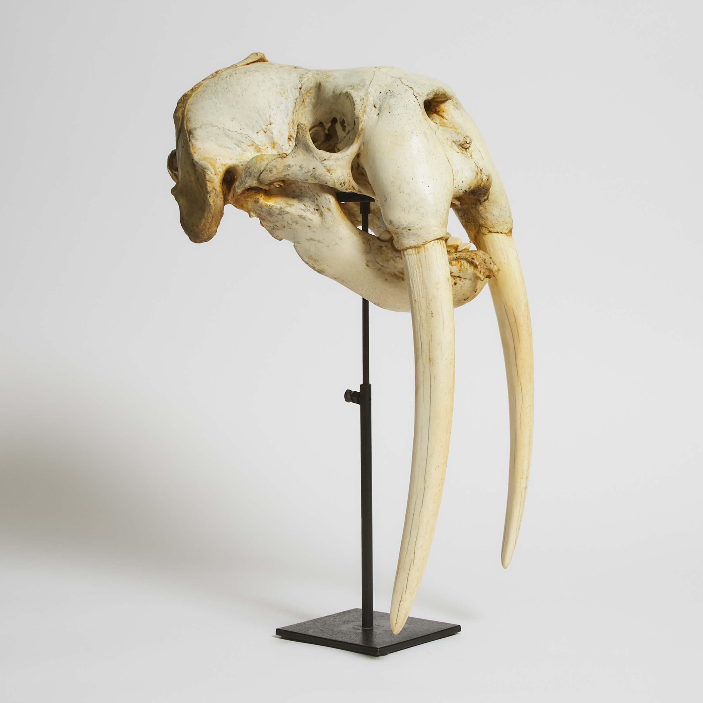 Walrus Odobenus Rosmarus Skull  3aaf77