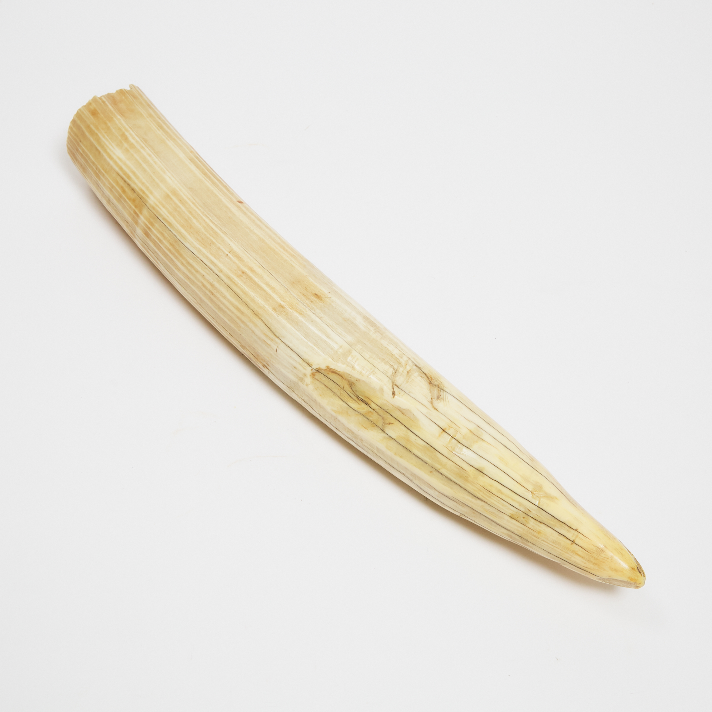 Hippopotamus Tusk 19th early 20th 3aafcd