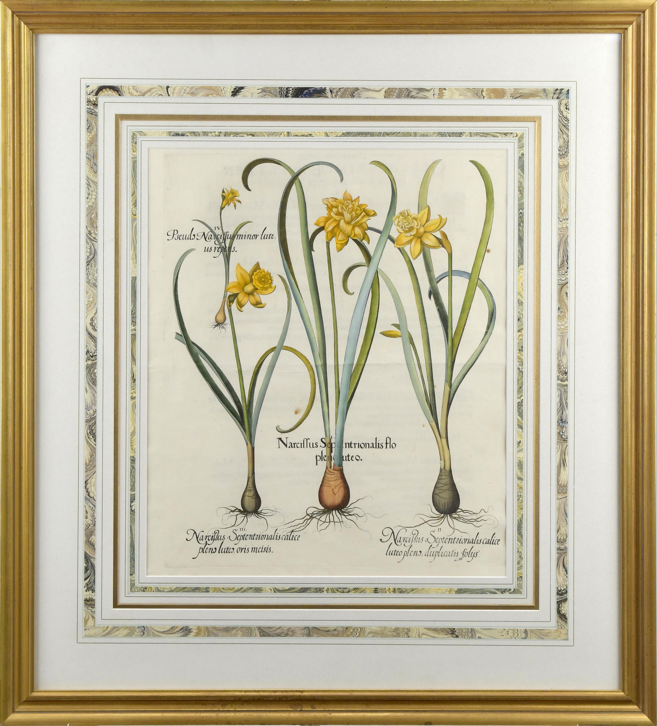 18TH C. HAND COLORED BOTANICAL ENGRAVING,