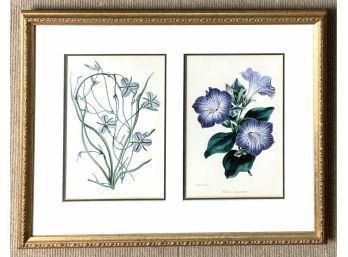 Hand colored botanical engraving