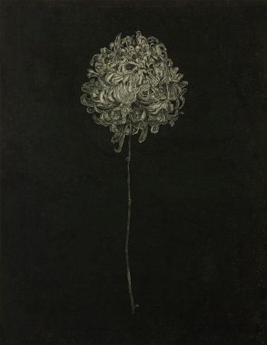 STEVEN BARBASH / CHRYSTANTHEMUM III,