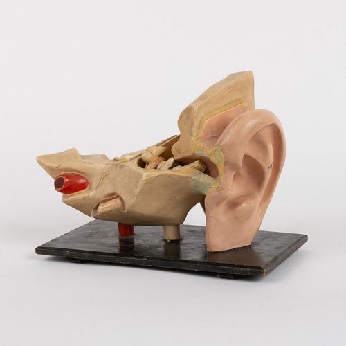 GERMAN SCIENTIFIC EAR MODELA medical