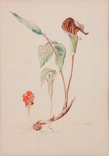 GERTRUDE FREYMAN WATERCOLOR JACK IN THE PULPIT Gertrude 3aa1e8