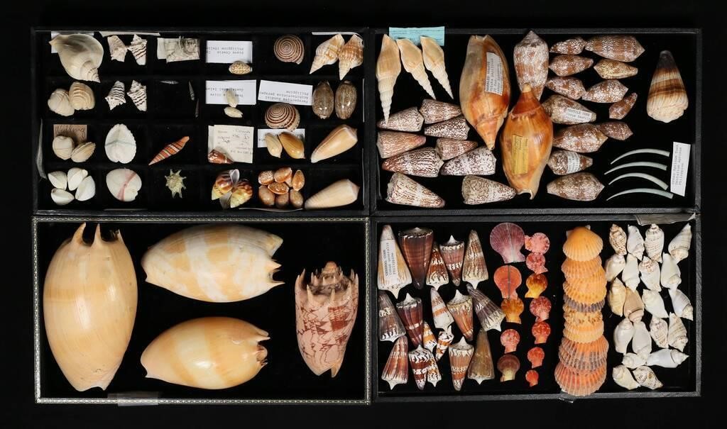 COLLECTION OF CONE COWRIE CONCH