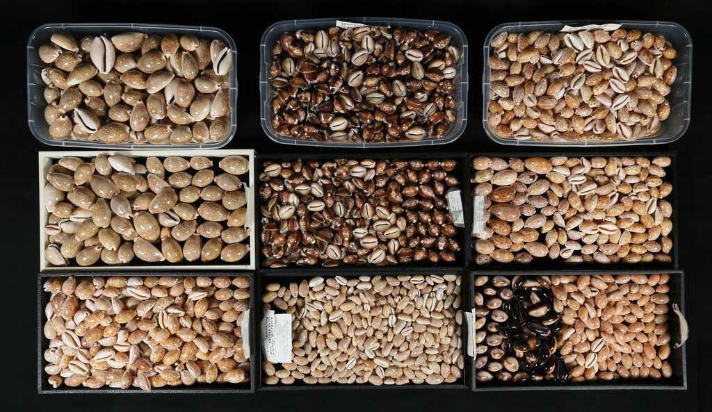 COLLECTION OF COWRIE SEASHELLSCypraea