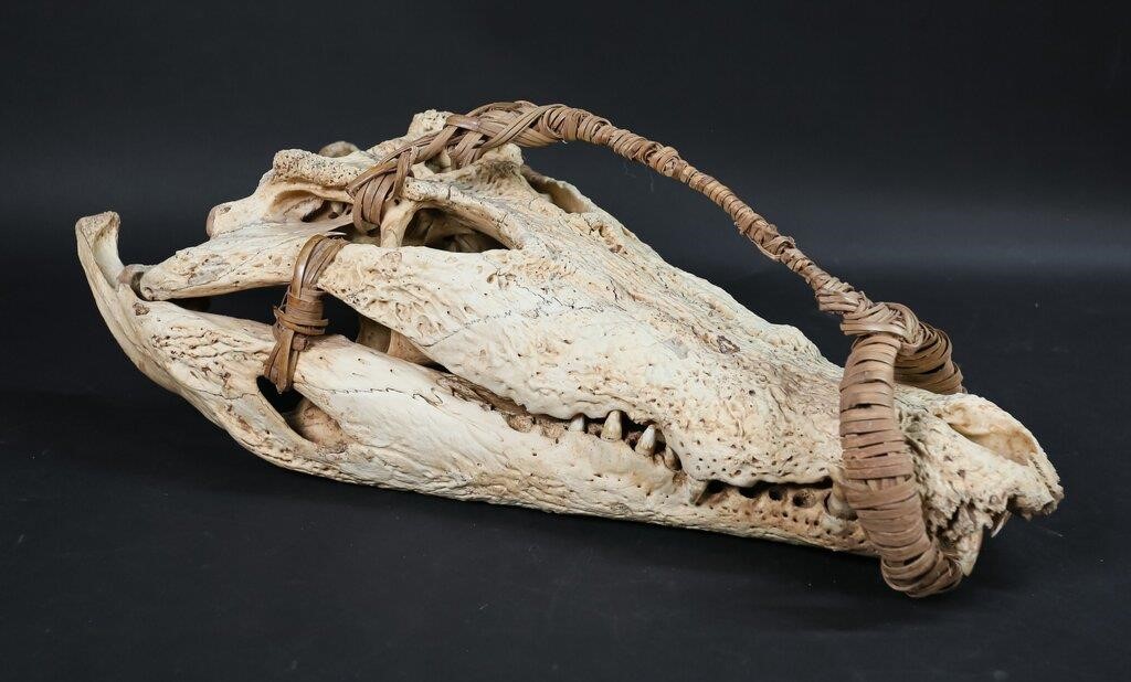 CROCODILE SKULLCrocodile Skull with