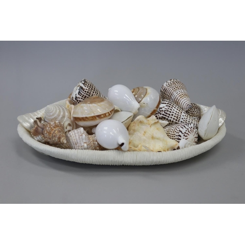 Array of seashells on coral tray, tray