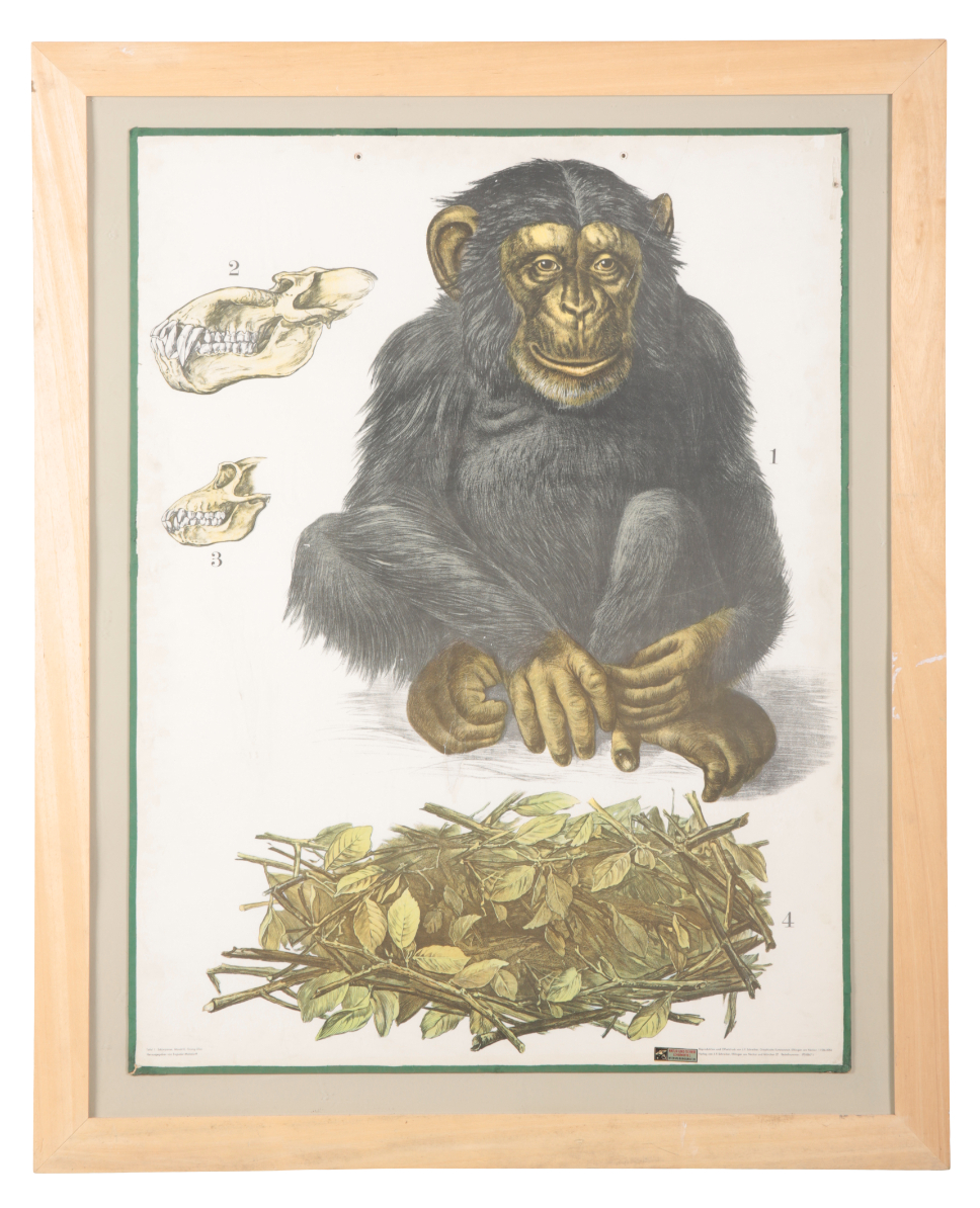 A SERIES OF FOUR LARGE GERMAN ZOOLOGICAL 3ae077