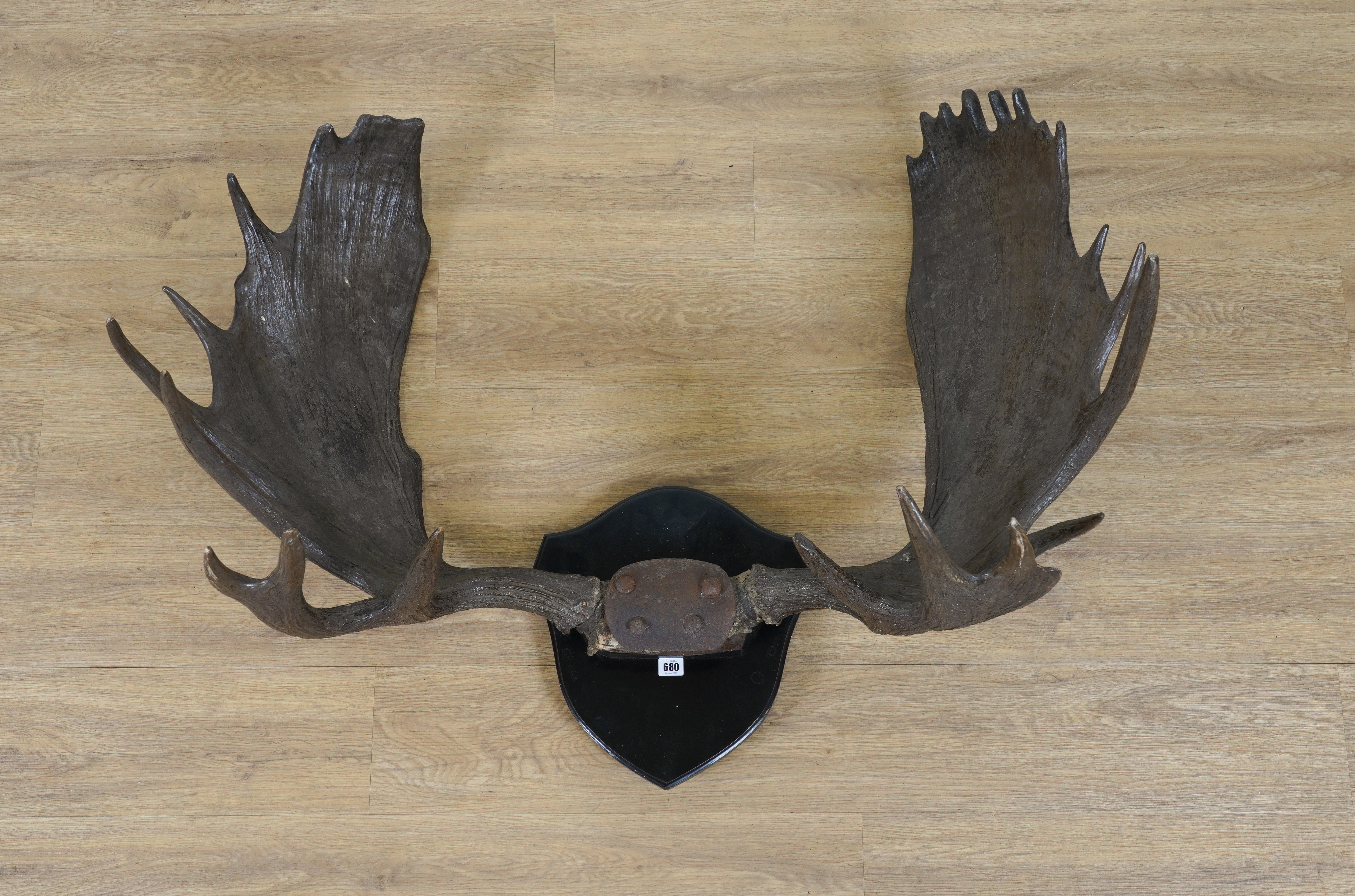 A LARGE SET OF EUROPEAN MOOSE ANTLERS 3ae4a6