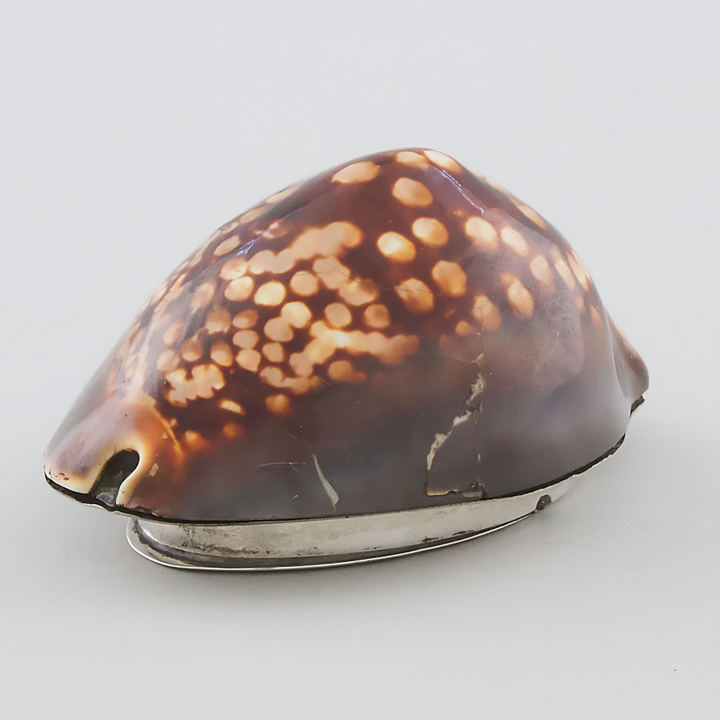 Silver Mounted Cowrie Shell Snuff 3ac42d