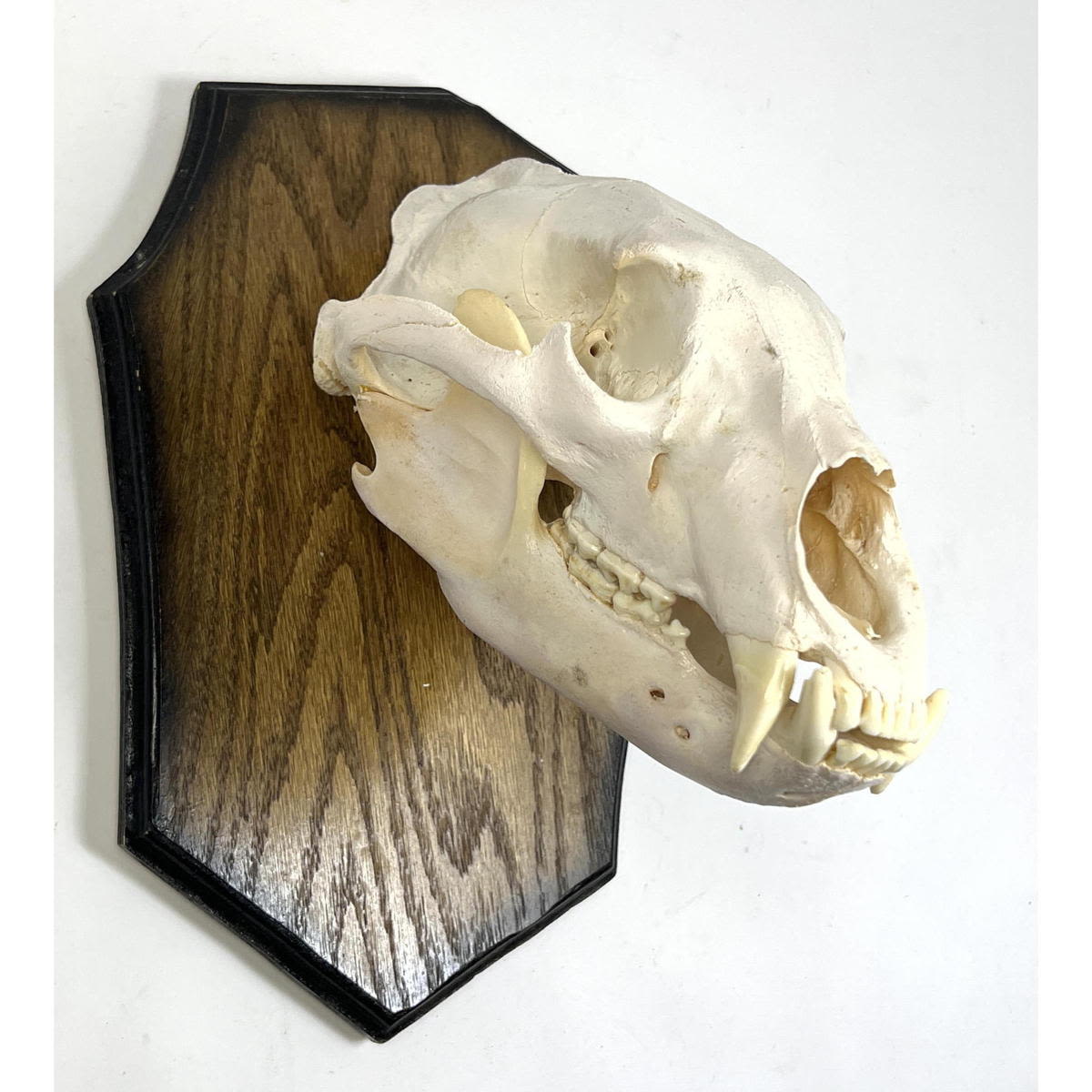 Mounted Bear Head Skull. Oak back