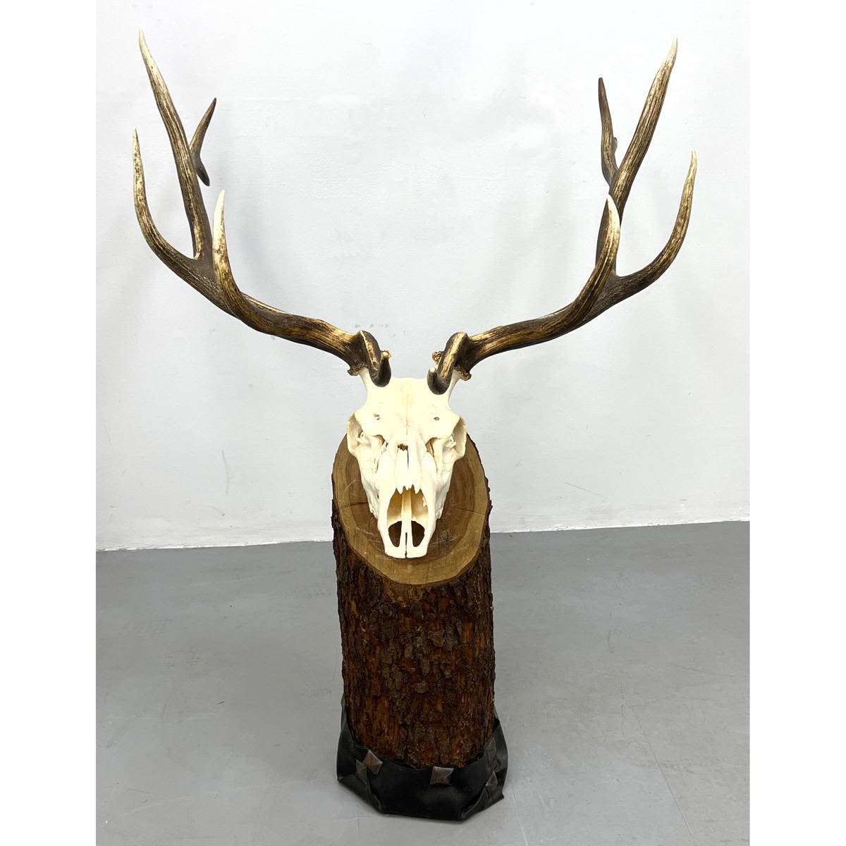 Large Trophy Deer Head Skull with 3acc99