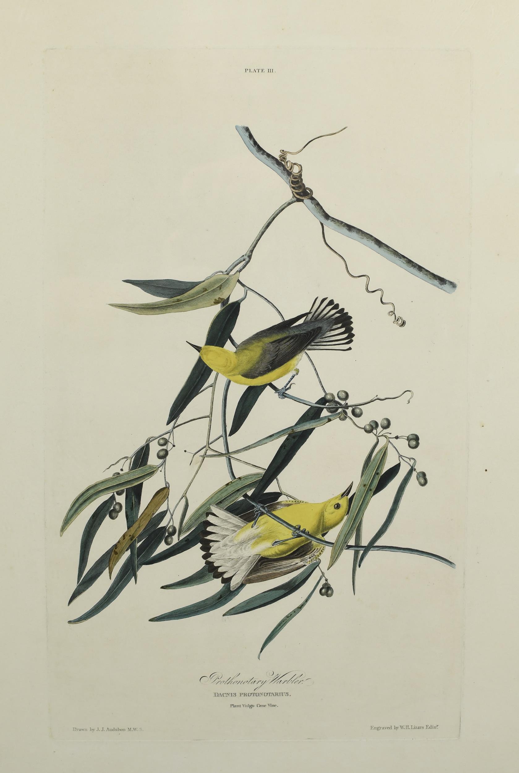 ANTIQUE AUDUBON, PROTHONOTARY WARBLER.