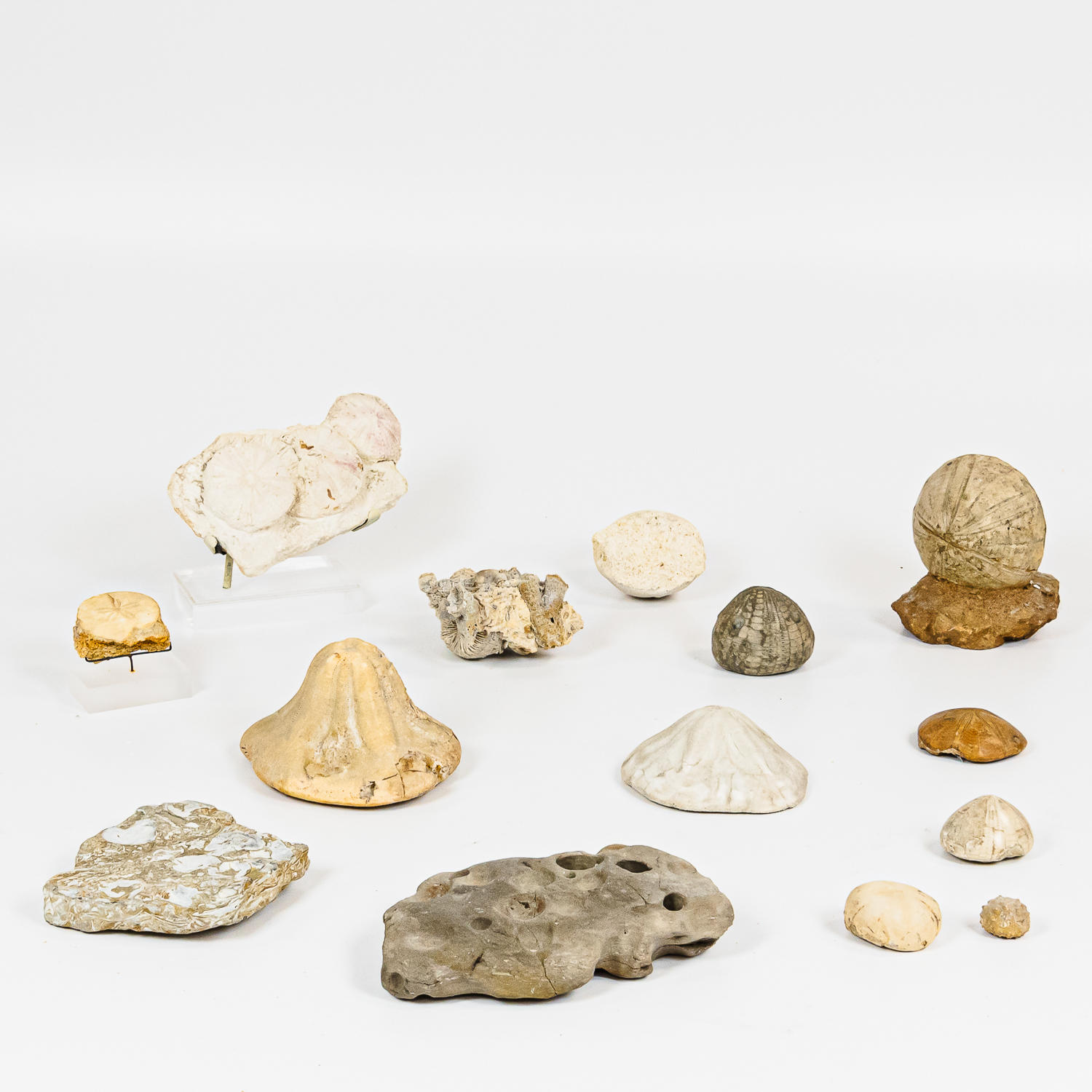 COLLECTION OF FOSSILIZED SHELLS three