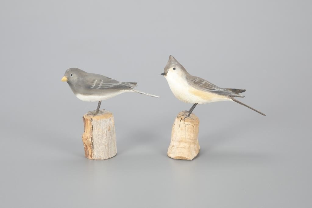 JUNCO AND TUFTED TITMOUSEPeter