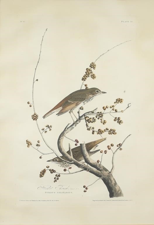 JOHN JAMES AUDUBON (1785-1851)Hermit