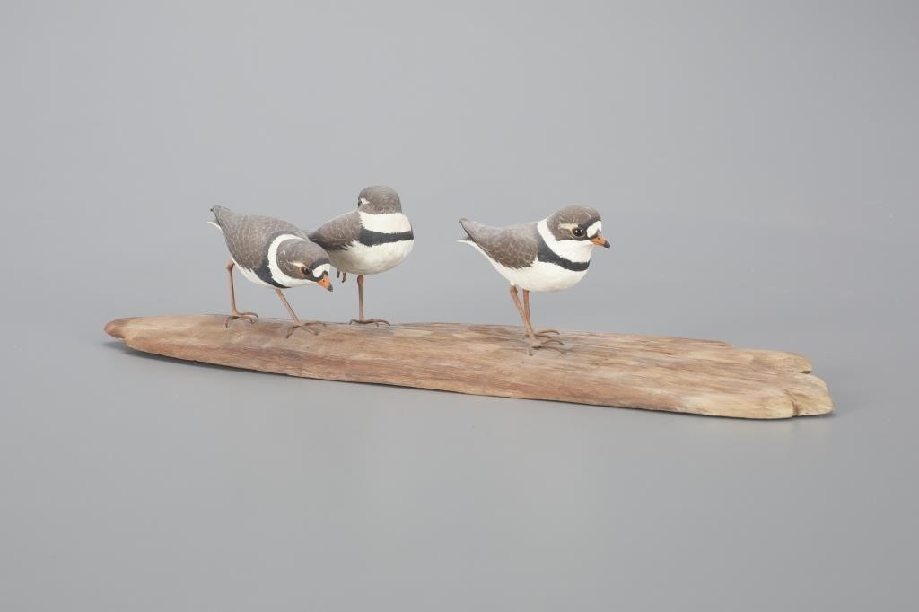 SEMIPALMATED PLOVER TRIOMark Holland Brewster  3aedf7