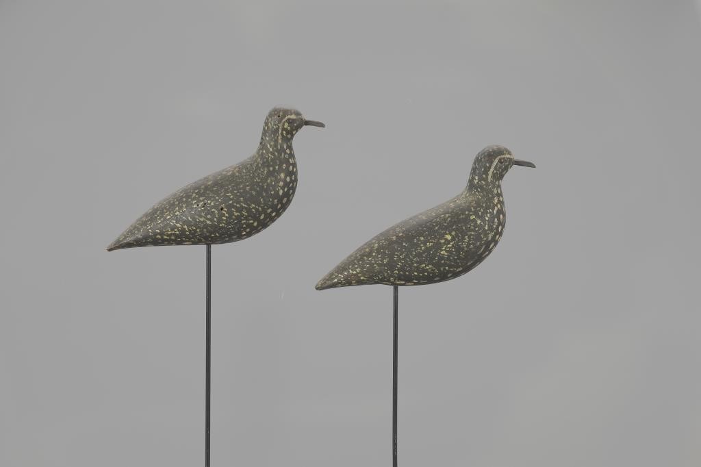 THE ELY-NORCROSS GOLDEN PLOVER