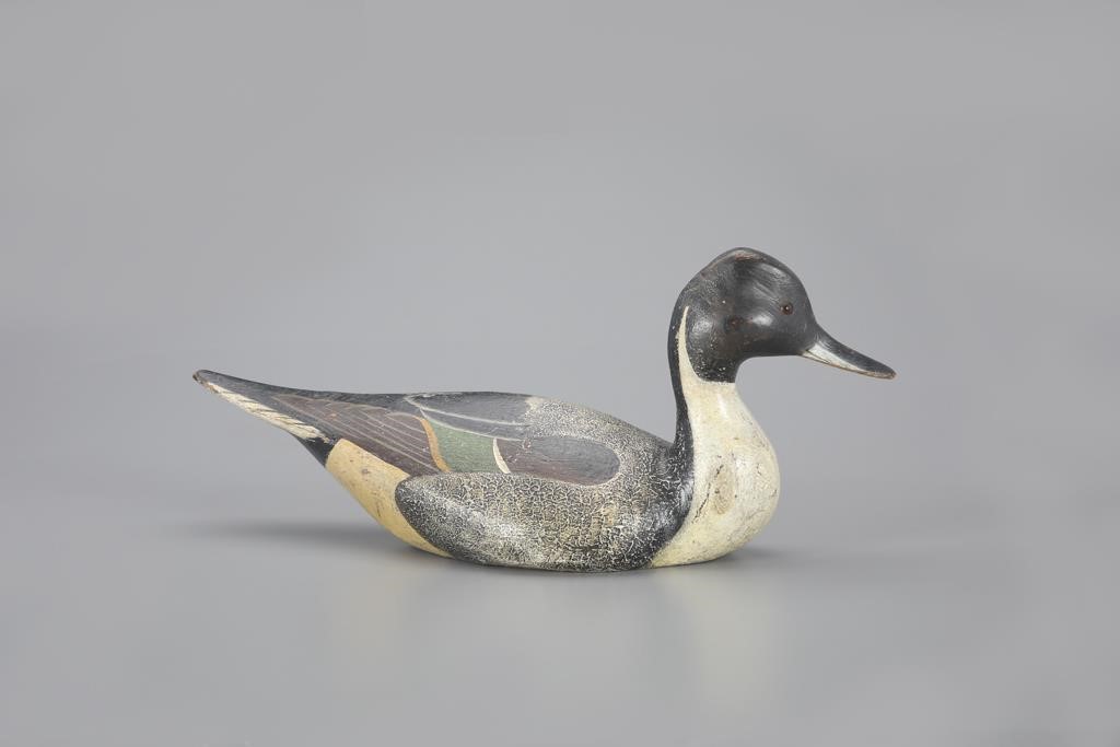 WHITE MALLARD CLUB PINCH-BREAST PINTAILThe