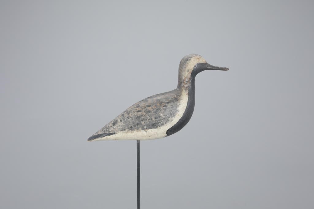 BLACK-BELLIED PLOVERHarry V. Shourds