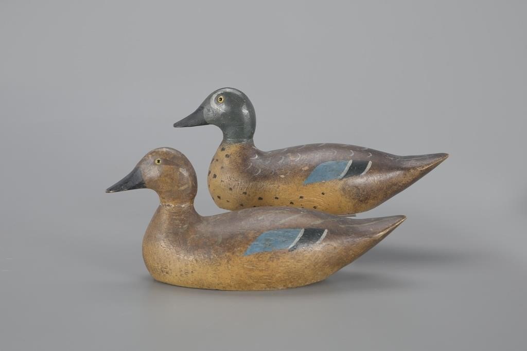 RARE AND EARLY BLUE WINGED TEAL 3af052