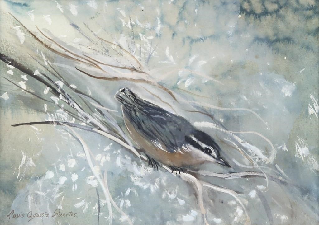 LOUIS AGASSIZ FUERTES (1874-1924)Nuthatch
signed