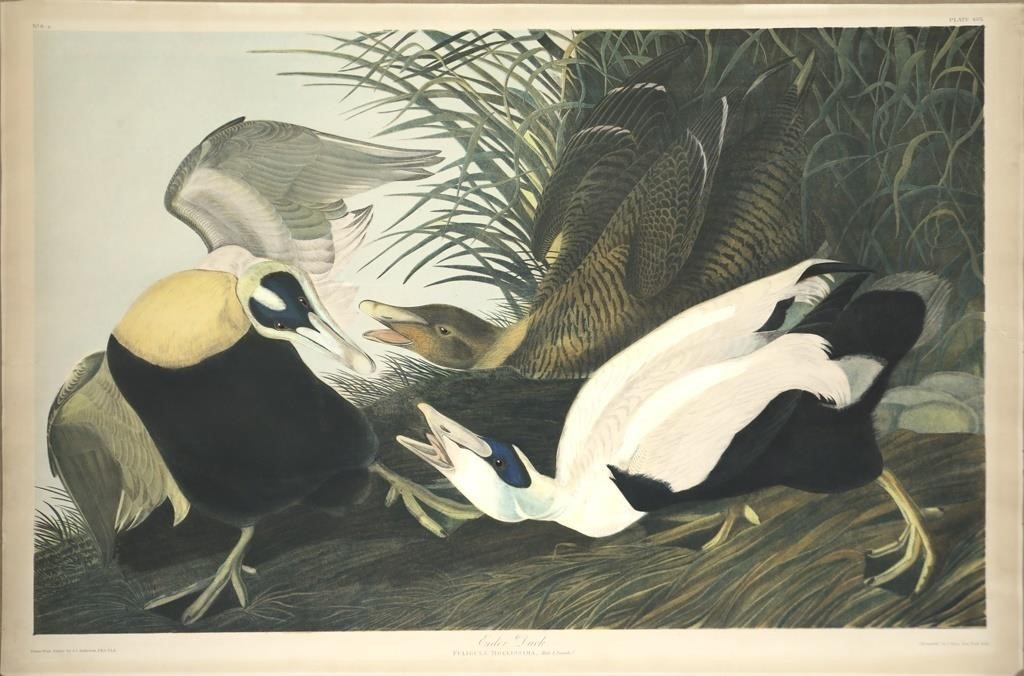 JOHN JAMES AUDUBON 1785 1851 Eider 3af092