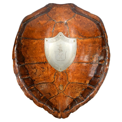 Natural history. A turtle carapace