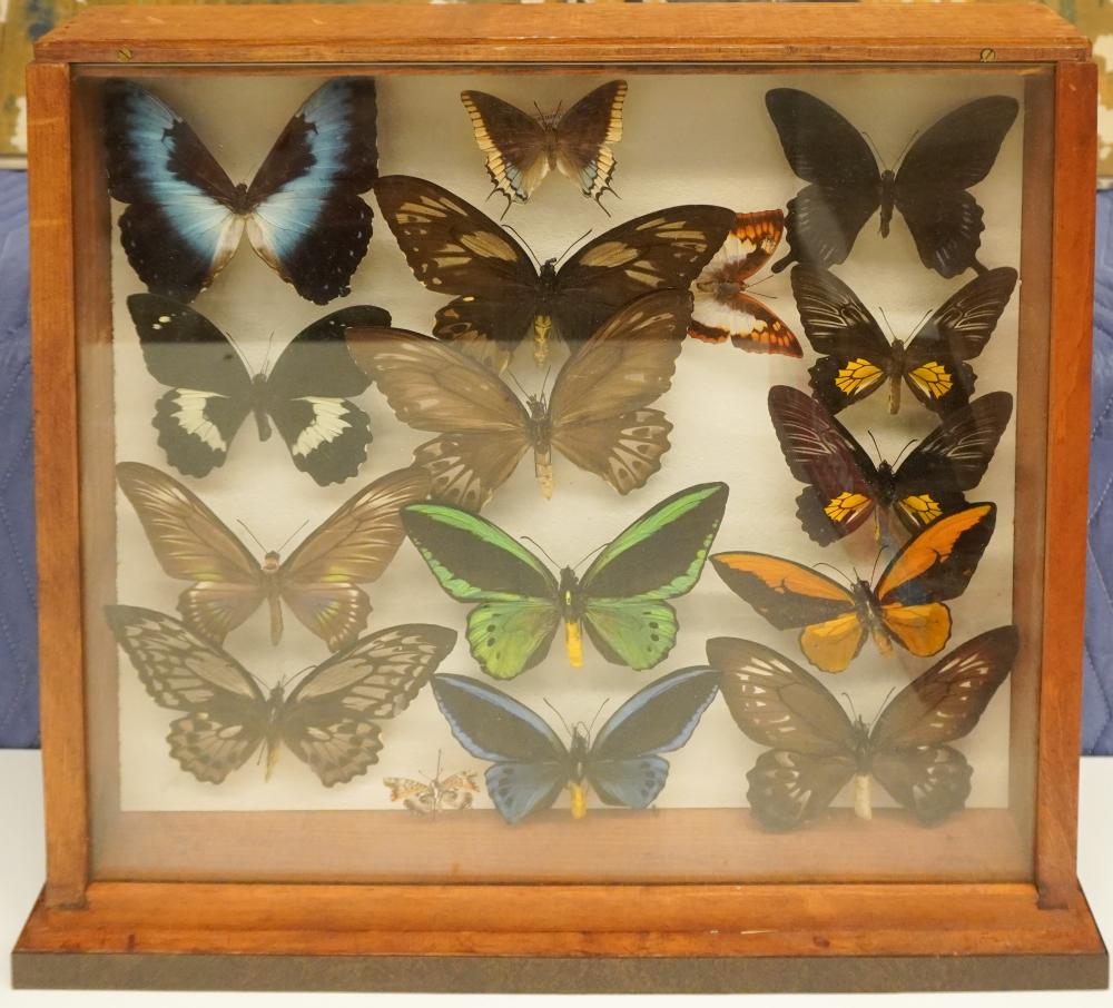 BUTTERFLY SPECIMEN DISPLAY, FRAME: