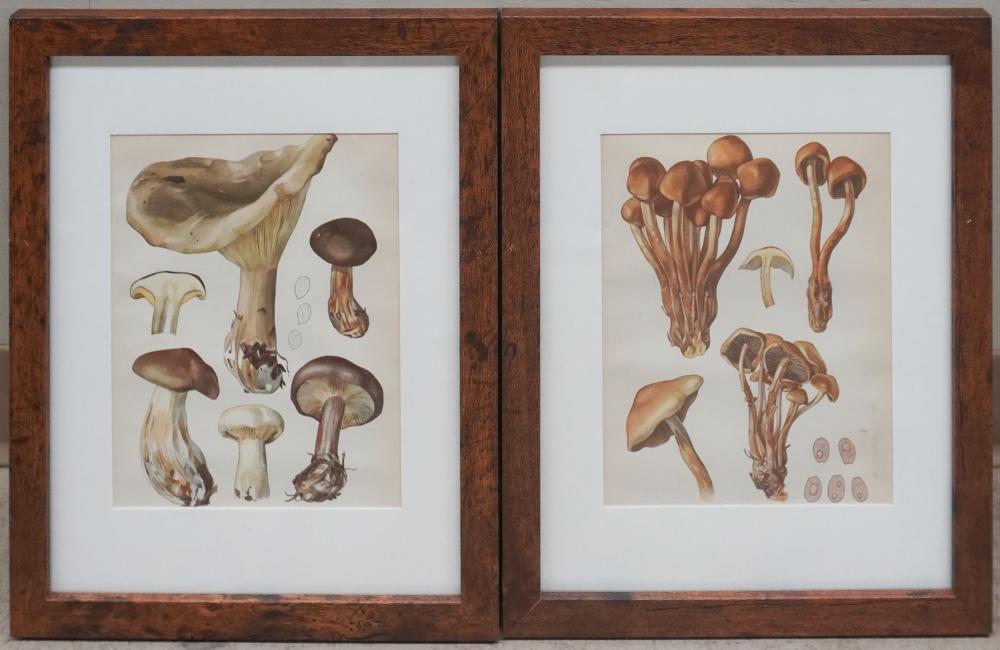 PAIR LITHOGRAPH PRINTS OF MUSHROOMS,