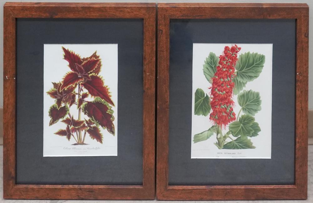 PAIR BOTANICAL LITHOGRAPH PRINTS  3b2326